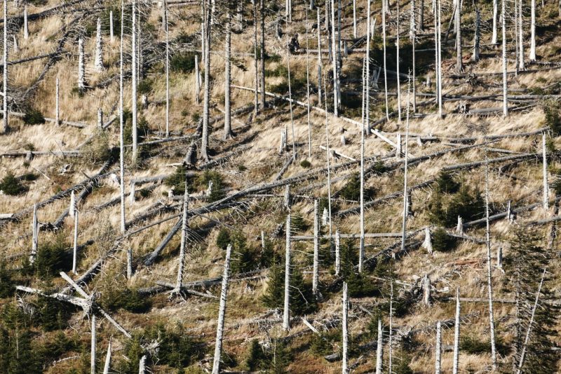 日本の国有林が危ない！また外資に狙われる